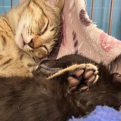 キレイな麦とらクリス − 東京都