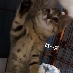 シャイな麦とら　ローズ