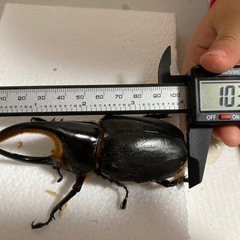 103mmオス　サタンオオカブト　幼虫