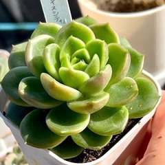 【お話中】多肉植物♡エケベリア【アイスシティ】