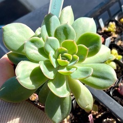 【お話中】多肉植物♡エケベリア【大苗モーニングデュー】