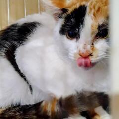 三毛猫の女のこ - 高岡市