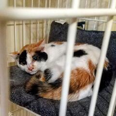 三毛猫の女のこ - 猫