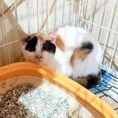 三毛猫の女のこ − 富山県