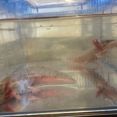 ウーパールーパー