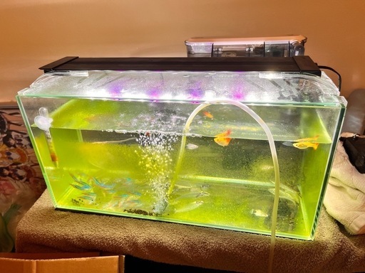 【受け渡し確定】水槽色々セットでもバラでも！ 受け渡し確定】水槽色々セットでもバラでも！