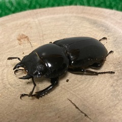 【商談中】アルキデスヒラタクワガタ　メス♀単 2匹