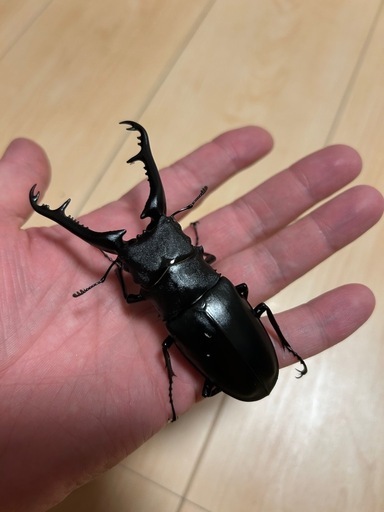 世界最大のクワガタ　ギラファノコギリクワガタ♂1♀2