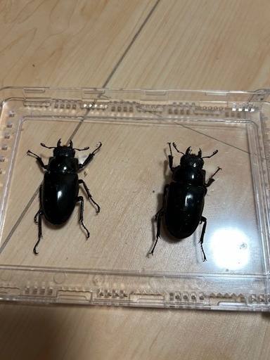 世界最大のクワガタ　ギラファノコギリクワガタ♂1♀2