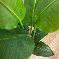 フェイクグリーン　観葉植物の画像