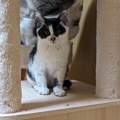 子猫の里親募集