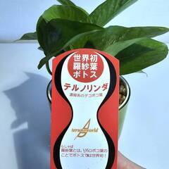 世界初の羅紗葉ポトス　テルノリンダ　鉢ごとの画像