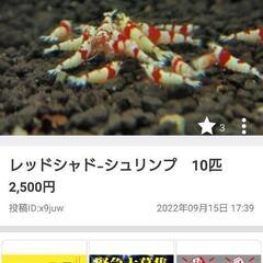 探してます‪(ᯅ̈ )