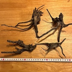 未使用新品　ブランチウッドブラック　流木　4本セット煮沸消毒済み　沈水確認済みの画像