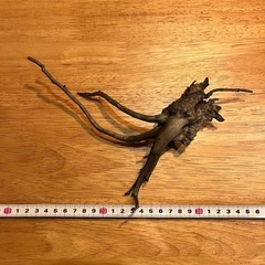 未使用新品　ブランチウッドブラック　流木　4本セット煮沸消毒済み　沈水確認済みの画像