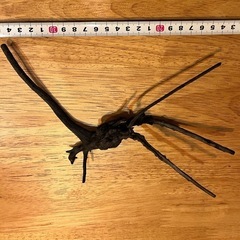 未使用新品　ブランチウッドブラック　流木　4本セット煮沸消毒済み　沈水確認済みの画像