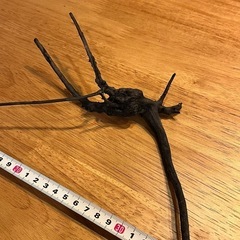 未使用新品　ブランチウッドブラック　流木　4本セット煮沸消毒済み　沈水確認済みの画像