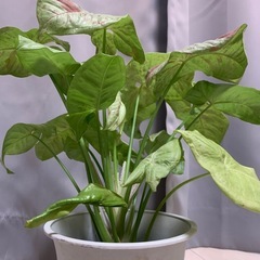 観葉植物 シンゴニウム ミルクコンフェティの画像