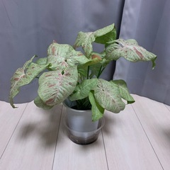 観葉植物 シンゴニウム ミルクコンフェティ