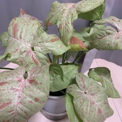 観葉植物 シンゴニウム ミルクコンフェティの画像