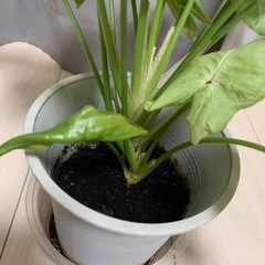 観葉植物 シンゴニウム ミルクコンフェティの画像