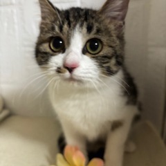 猫さんと仲良くできる優しい子です🎶
