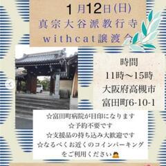 【保護猫の譲渡会】大阪府高槻市　1/12(日)