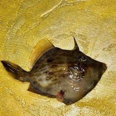 カワハギ釣り一緒に行ってくれる方募集！