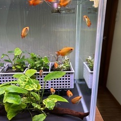 ゴールデンハニードワーフグラミー(若魚)の画像
