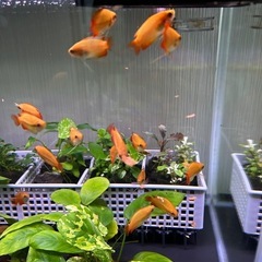 ゴールデンハニードワーフグラミー(若魚)の画像