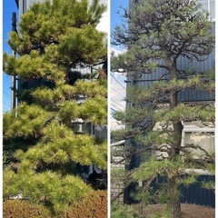 庭木の剪定（松など）