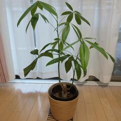 観葉植物