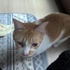 ねこ