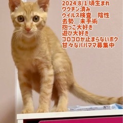 ぼく、モクくんどうぞよろしく