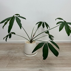 観葉植物　フィロデンドロン