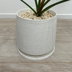 観葉植物　フィロデンドロンの画像