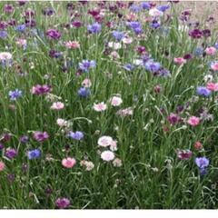 【芽が出てきました！1名お譲りできます】［0円］矢車草の苗