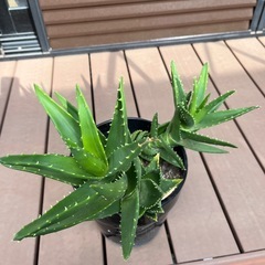 アロエ  大の画像
