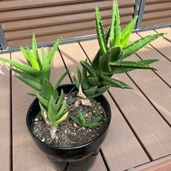 アロエ  大