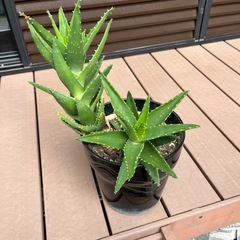 アロエ  大の画像