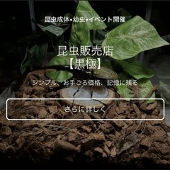カブトムシ【早い者勝ち❗️】ヘラクレスオオカブト幼虫×3  （クワガタ　カブトムシ専門店）の画像