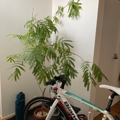 受け渡し者決まりました。植物　エバーフレッシュ 