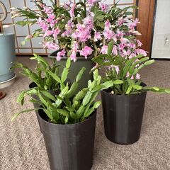 シャコバサボテンの苗木をお譲りします。