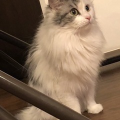 足長マンチカンの女の子
