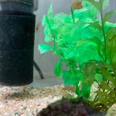 アカヒレ2匹　ミナミヌマエビ4匹の画像