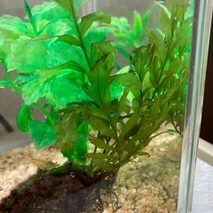 アカヒレ2匹　ミナミヌマエビ4匹の画像