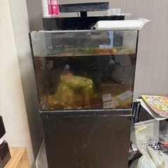 【受付終了】海水オールインワン水槽　シェル2