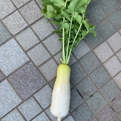 大根