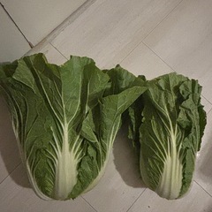  白菜　今月分完売しましたの画像