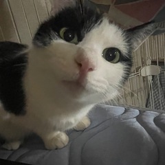 ぽろぽろ　1~2歳　女の子